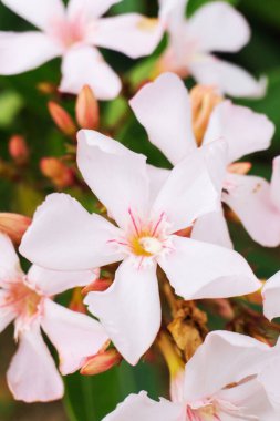 Soluk pembe zakkum çiçekleri yakın plan