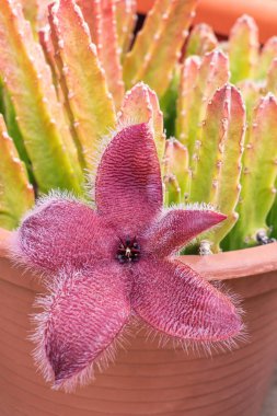 Çiçekli egzotik Stapelia Afrikalı denizyıldızı çiçeği kapta