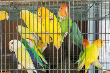 Little colorful parrots in a cage close up
