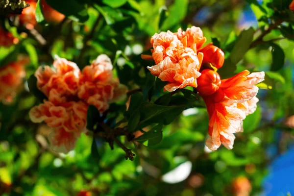 Κλαδιά Από Ένα Ανθισμένο Ρόδι Λευκά Πορτοκαλί Λουλούδια Μια Ηλιόλουστη — Φωτογραφία Αρχείου
