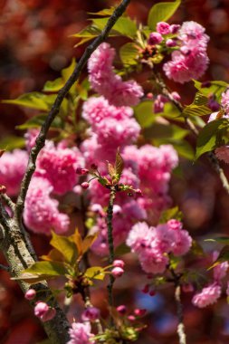 Bahçedeki parlak pembe sakura dalları doğal arka planda.