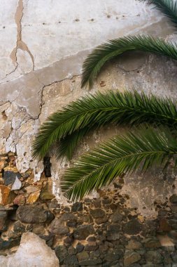 Palm branches against a dilapidated wall of an old building background