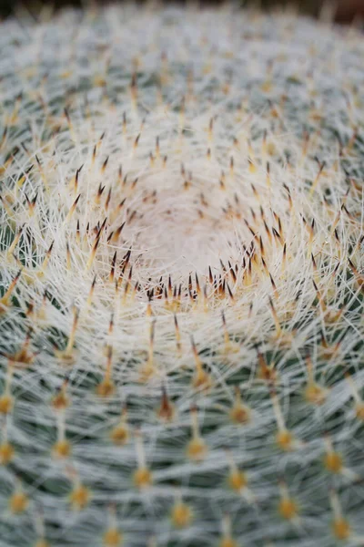 Widok Góry Kaktusa Igłami Tło Zbliżenie — Zdjęcie stockowe