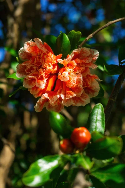 Gałęzie Kwitnącego Granatu Białymi Pomarańczowymi Kwiatami Słoneczny Dzień Zamknij Się — Zdjęcie stockowe