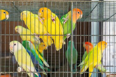 Little colorful parrots in a cage close up