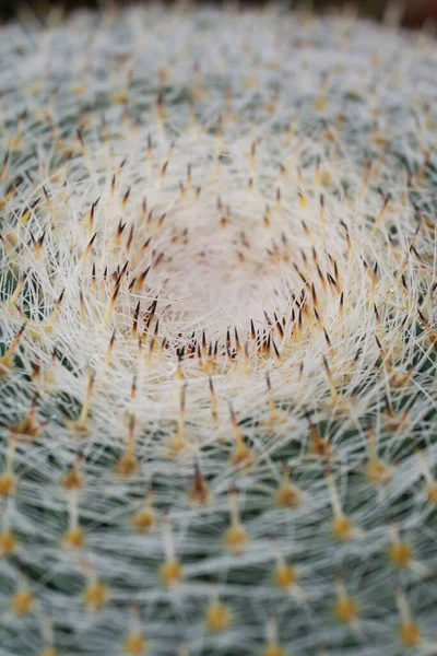 Top Kilátás Kaktusz Tűvel Háttér Közelről — Stock Fotó