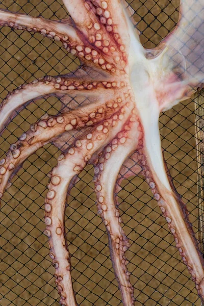 Octopus Droogt Een Netto Achtergrond — Stockfoto