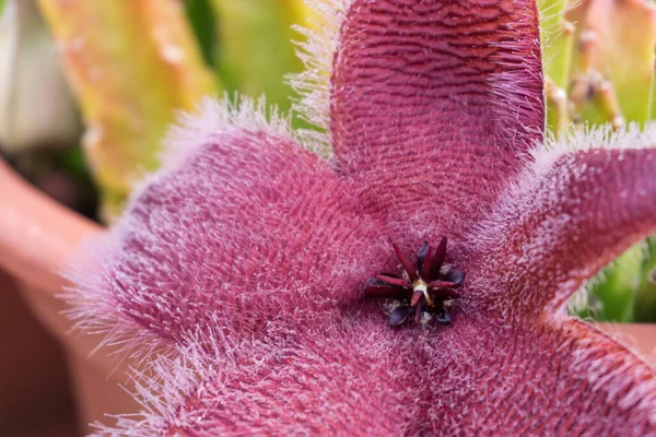 Ανθισμένα Εξωτικά Stapelia African Αστερίας Λουλούδι Στην Κατσαρόλα Από Κοντά — Φωτογραφία Αρχείου