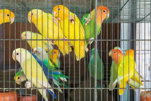 Małe Kolorowe Papugi Klatce Bliska — Zdjęcie stockowe