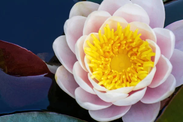 Gently pink water lily flower with a yellow center in a pond on green leaves close up top view