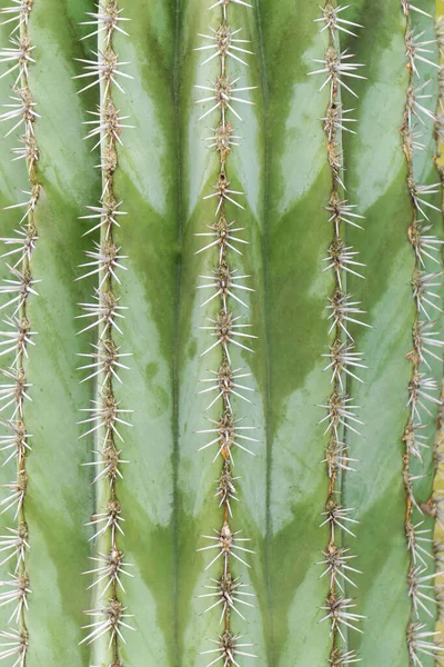 Natuurlijke Groene Achtergrond Gestreepte Geribbelde Cactus Met Naalden Close — Stockfoto