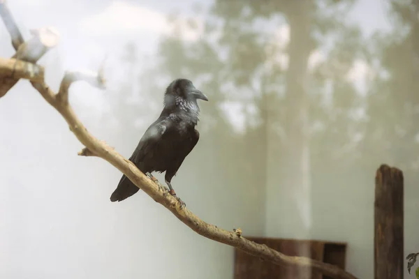 Raven Captivity Branch — Stock Photo, Image