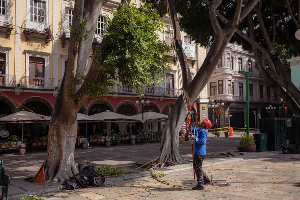 stock image Tree trimmer uses specialized climbing and cutting equipment to trim trees