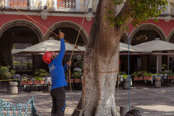 stock image Tree trimmer uses specialized climbing and cutting equipment to trim trees