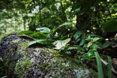 Ormanda güzel yeşil yapraklar