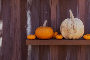 Şükran Günü için Balkabağı Hasat Dekorasyonu