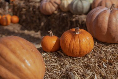 Pumpkins in straw. Traditional Thanksgiving Day Celebration Concept