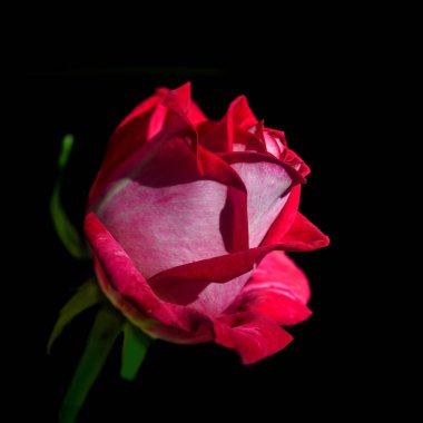 Siyah arkaplanda kırmızı gül çiçeği