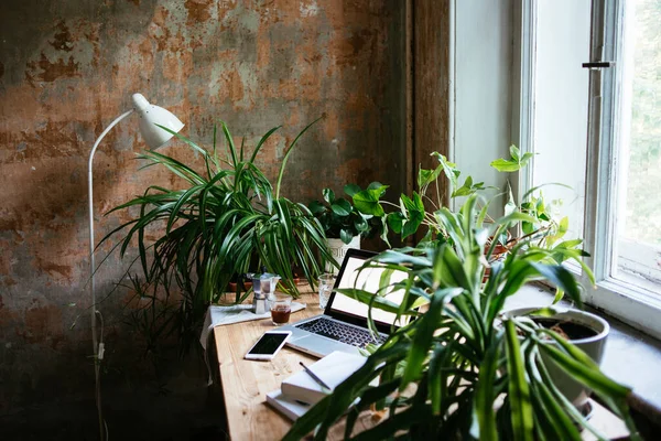 Enjoying Working Atmospheric Home Office Full Green Plants — Photo