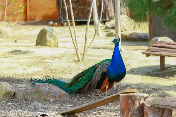 Peacock with blue feathers in the zoo