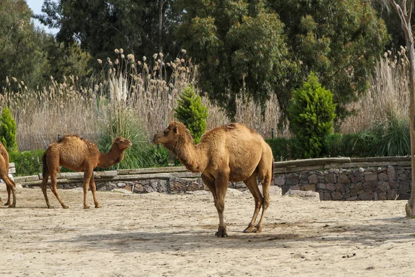 Σμύρνη Τουρκία Μαρτίου 2013 Πολλές Καφέ Καμήλες Στο Ζωολογικό Κήπο — Φωτογραφία Αρχείου