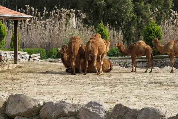 Izmir Turquía Marzo 2013 Muchos Camellos Marrones Zoológico — Foto de Stock