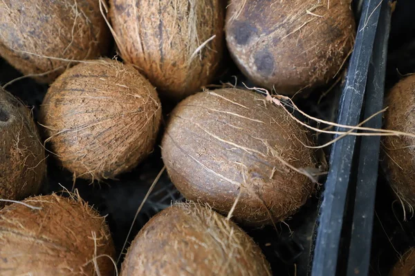 Several coconuts in a black plastic case, fresh delicious coconuts, fruit ready for shipment, field of depth