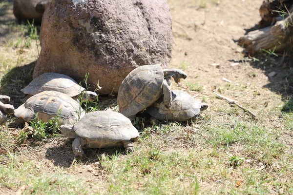 a closeup shot of cute turtles on the ground