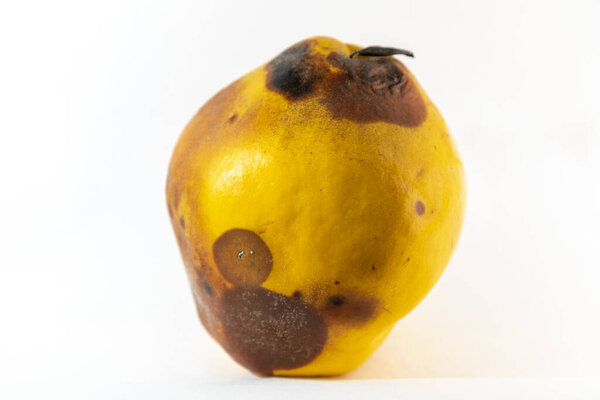 Close-up of rotten quince fruit, white background