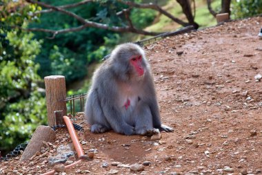 Kar maymunu olarak da bilinen bir Japon makağı. Maymunların kırmızı yüzü kalın kürkü ve yeşil orman zeminiyle çelişiyor. Bu büyüleyici vahşi yaşam görüntüsü denge, doğa ve hayvanların doğal ortamlarına uyum sağlama temalarını çağrıştırıyor..