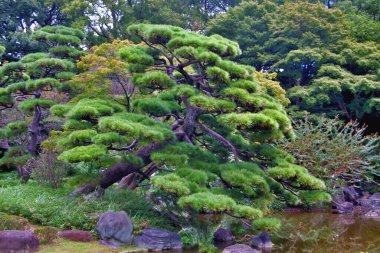 Canlı yeşilliklerle çevrili ve huzurlu bir gölete yansıyan yemyeşil yapraklı güzel şekilli bir çam ağacının yer aldığı sakin bir Japon bahçe sahnesi. Doğa, Zen, rahatlama ve Japon kültürü için mükemmel bir tema..