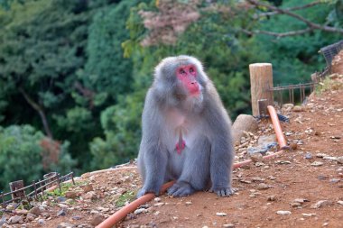 A Japanese macaque, also known as a snow monkey. The monkeys red face contrasts beautifully with its thick fur and green forest background. This captivating wildlife image evokes themes of nature, and the adaptability of animals in their habitats. clipart