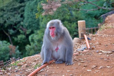 A Japanese macaque, also known as a snow monkey. The monkeys red face contrasts beautifully with its thick fur and green forest background. This captivating wildlife image evokes themes of nature, and the adaptability of animals in their habitats. clipart