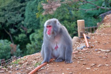 A Japanese macaque, also known as a snow monkey. The monkeys red face contrasts beautifully with its thick fur and green forest background. This captivating wildlife image evokes themes of nature, and the adaptability of animals in their habitats. clipart