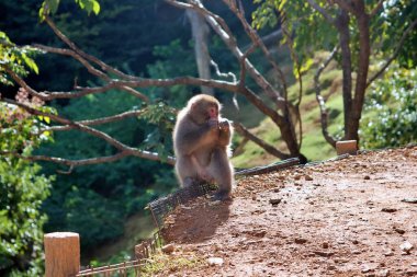 A Japanese macaque, also known as a snow monkey. The monkeys red face contrasts beautifully with its thick fur and green forest background. This captivating wildlife image evokes themes of nature, and the adaptability of animals in their habitats. clipart