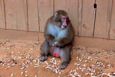 A Japanese macaque, also known as a snow monkey. The monkeys red face contrasts beautifully with its thick fur and green forest background. This captivating wildlife image evokes themes of nature, and the adaptability of animals in their habitats. clipart