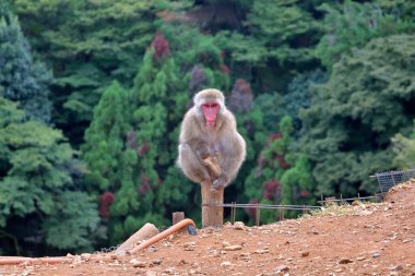 A Japanese macaque, also known as a snow monkey. The monkeys red face contrasts beautifully with its thick fur and green forest background. This captivating wildlife image evokes themes of nature, and the adaptability of animals in their habitats. clipart