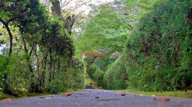 A low-angle view of a serene forest pathway, surrounded by dense greenery and carefully pruned hedges. Fallen leaves and twigs scatter across the pathway, adding a touch of rustic charm. The arched canopy of vibrant trees creates a natural tunnel. clipart