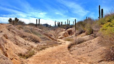 A scenic winding road cutting through a vibrant desert landscape filled with tall cacti and golden desert flora. The clear blue sky and rugged hills in the background create a picturesque setting, perfect for themes of adventure, road trips. clipart