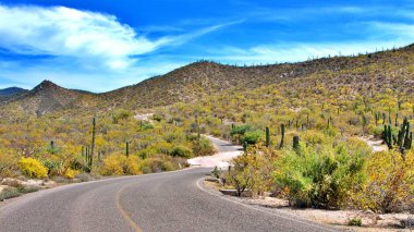 Yüksek kaktüsler ve altın çöl bitkileriyle dolu canlı bir çöl manzarasını kesen manzaralı bir yol. Açık mavi gökyüzü ve arka plandaki engebeli tepeler resim gibi bir ortam yaratıyor, macera temaları için mükemmel, yolculuklar için..