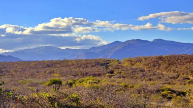 Yüksek kaktüsler ve altın çöl bitkileriyle dolu canlı bir çöl manzarasını kesen manzaralı bir yol. Açık mavi gökyüzü ve arka plandaki engebeli tepeler resim gibi bir ortam yaratıyor, macera temaları için mükemmel, yolculuklar için..