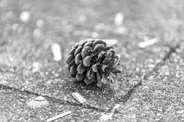 Dağınık ahşap parçaları ve yumuşak bir bokeh arkaplan ile desenli kaldırımda dinlenen tek bir çam kozalağının yakın plan siyah beyaz fotoğrafı. Kompozisyon, doğal basitliği ve kontrastı vurgulayan sessiz ve düşünceli bir ruh halini çağrıştırıyor..
