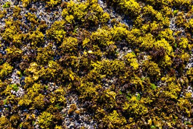 Bu makro görüntü, sarı deniz yosunu, yosun, midye ve kayaları kaplayan küçük deniz kabukları ile gelgitler arası deniz yaşamının canlı detaylarını yakalar. Sular çekildiğinde kıyı ekosistemlerinin zengin biyolojik çeşitliliğini vurgular.