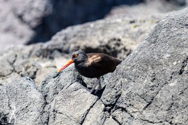Kara bir istiridye avcısının kayalık kıyı arazisinde saklanırken çekilmiş detaylı bir fotoğrafı. Kuşlar canlı turuncu gaga ve kırmızı göz, koyu tüylerine karşı dimdik dururlar, desenli, güneşli kayalar ve deniz bitkilerine karşıdırlar..