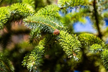 Çam kozalaklarının hiç bitmeyen yeşil bir ağaçta büyüyen makro fotoğrafı, pullarda keskin detaylar ve canlı yeşil iğneler. Güneş ışığı, doğa, ormancılık ve mevsimsel görseller için ideal, sıcak, doğal bir bokeh arkaplan yaratır..