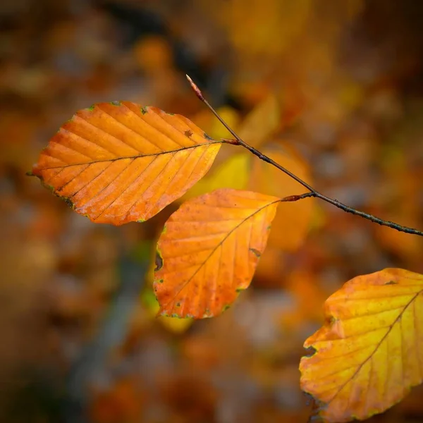 秋天的背景美丽多彩的树叶从树上飘落 自然的秋天 — 图库照片
