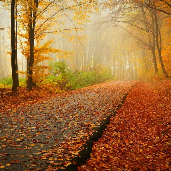 Путь Осенний Пейзаж Красивый Естественный Красочный Фон Листьями Деревьев Природа — стоковое фото