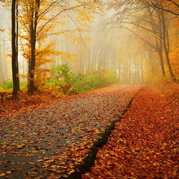 Path in the autumn landscape. Beautiful natural colorful background with leaves from trees. Nature - environment with bad rainy weather.