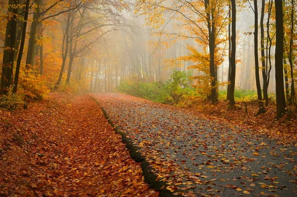 Путь Осенний Пейзаж Красивый Естественный Красочный Фон Листьями Деревьев Природа — стоковое фото