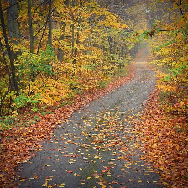 秋の風景の中のパス 木々の葉で美しい自然のカラフルな背景 悪天候の環境 — ストック写真